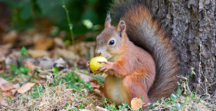 Quel est le régime alimentaire de l'écureuil ? Que mange-t-il ?